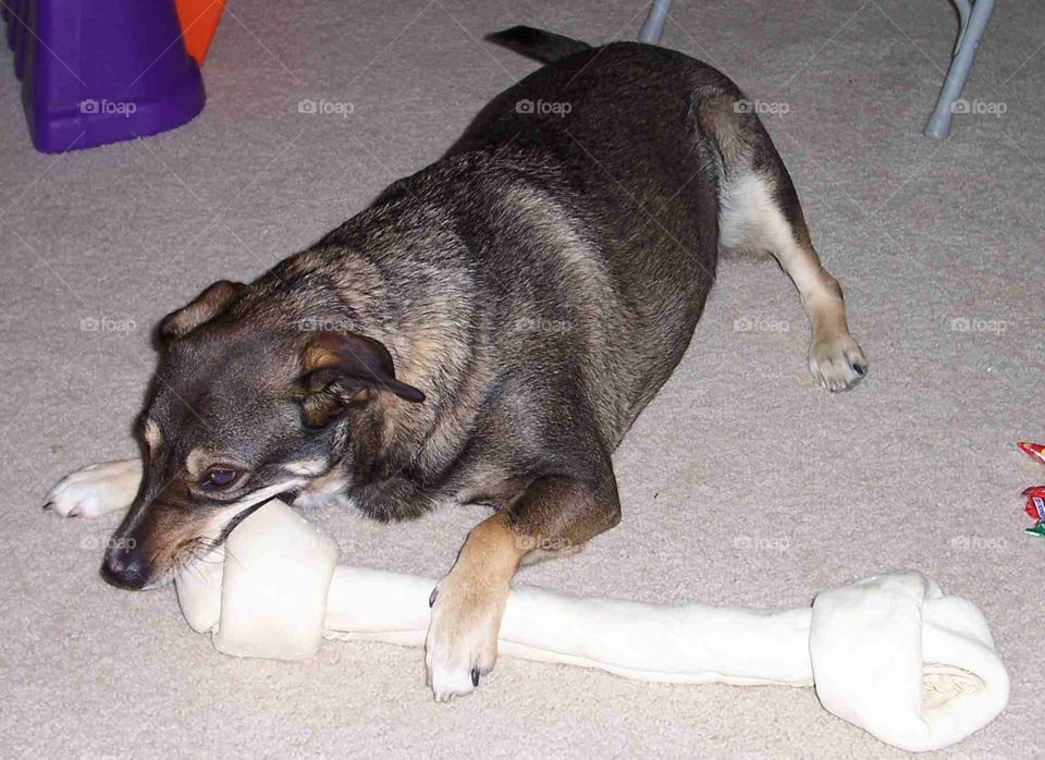 Dog with large rawhide