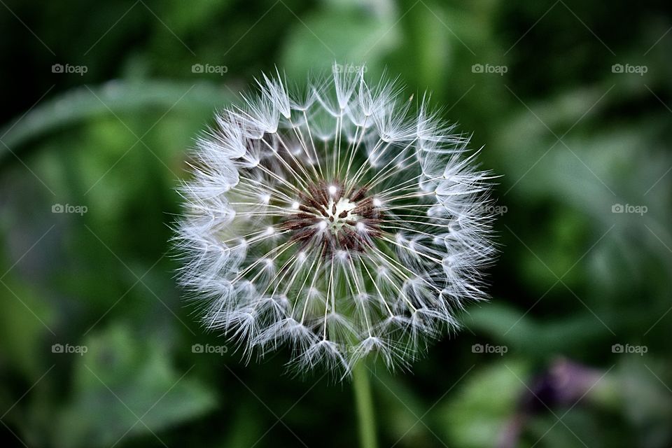 Dandelion 