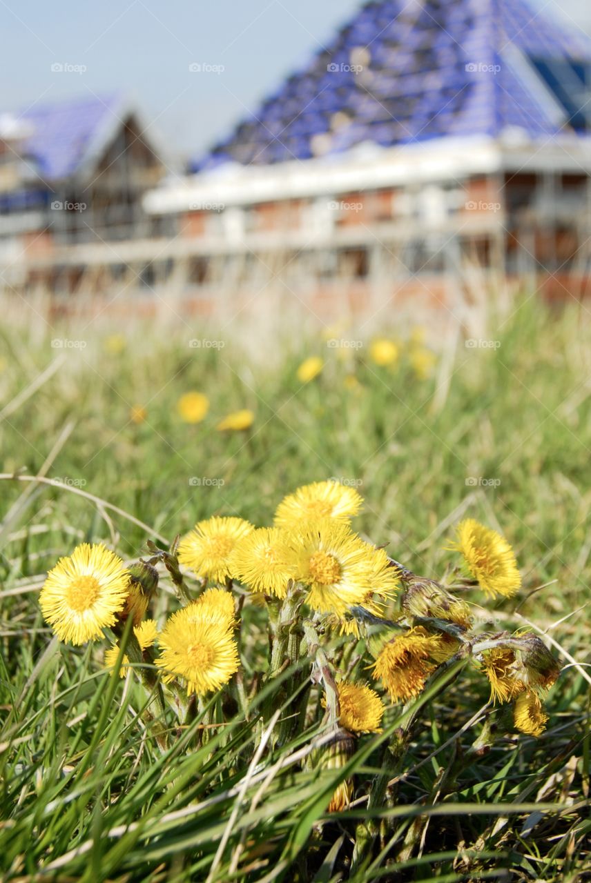 Dandelion