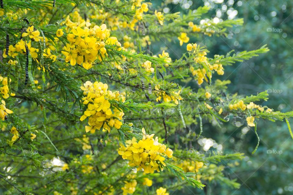 Yellow flowers