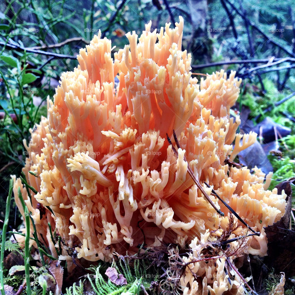 forest forrest fall mushroom by ellkay