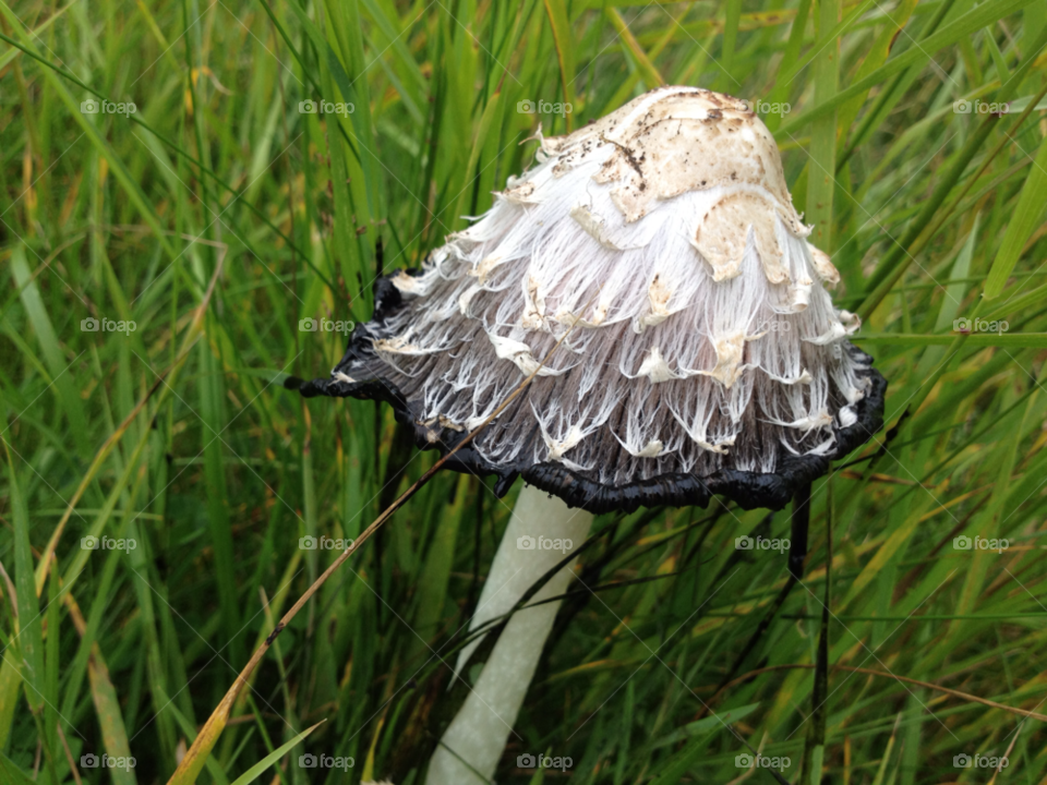 nature grass mushroom fungi by nutsie