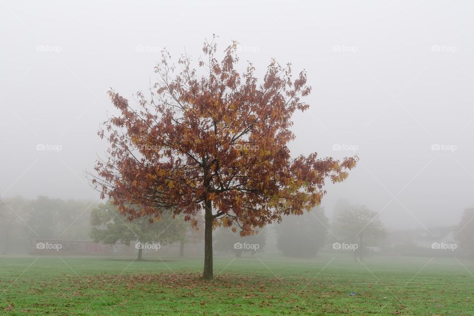 Tree in park 