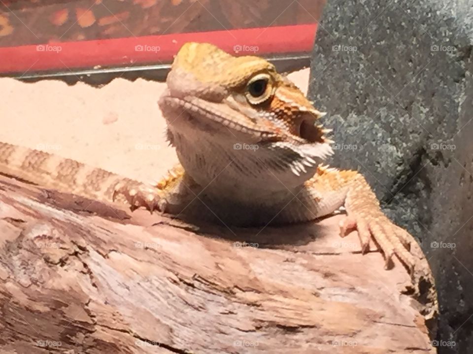 Stormy the bearded dragon now lives alone after he bit the head of his little companion dragon. We didnt know but they can be quite competitive over their food!