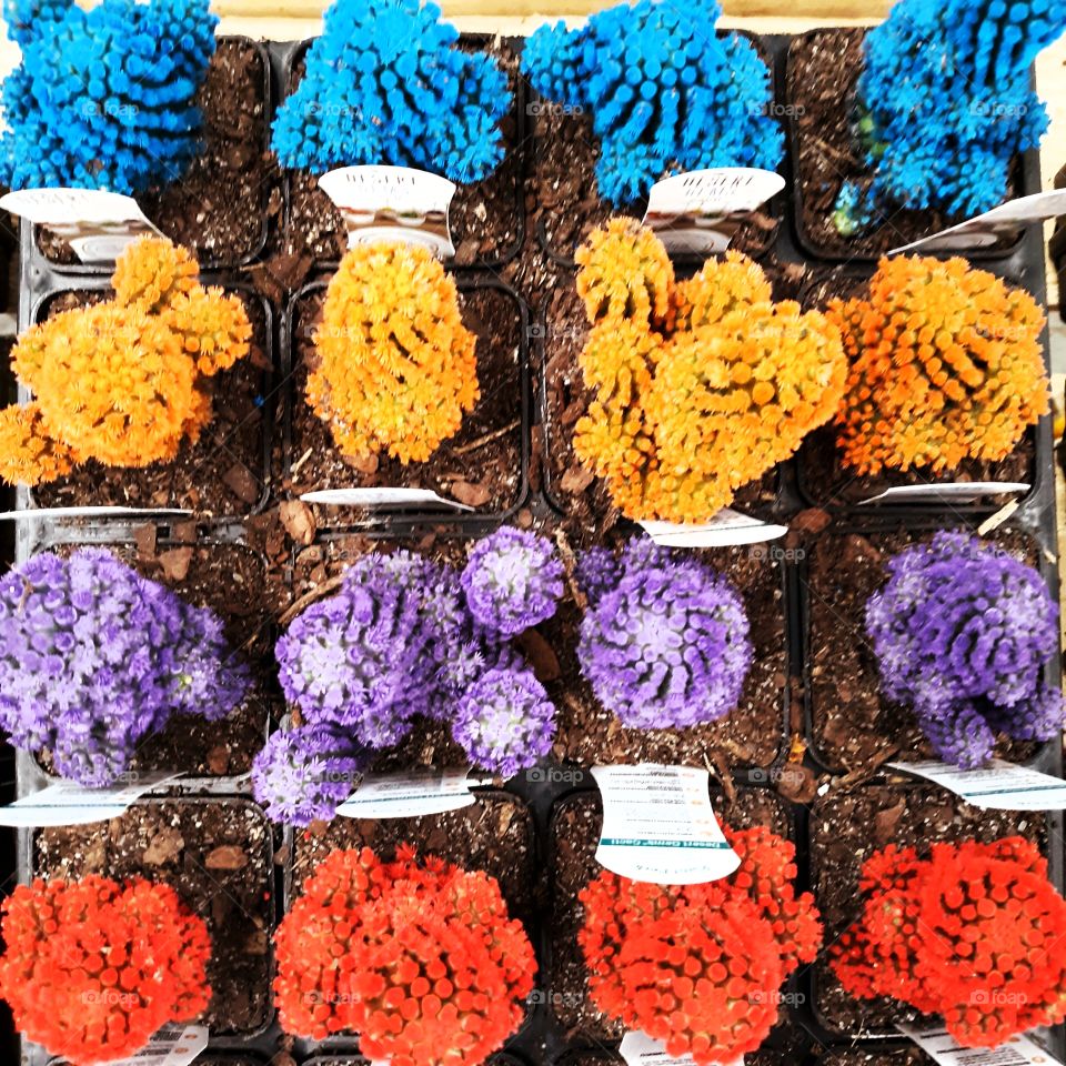 Colored mini cactuses.