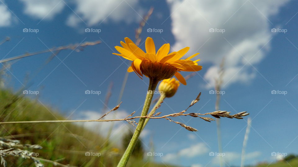 Beautiful yellow flower against the blue sky