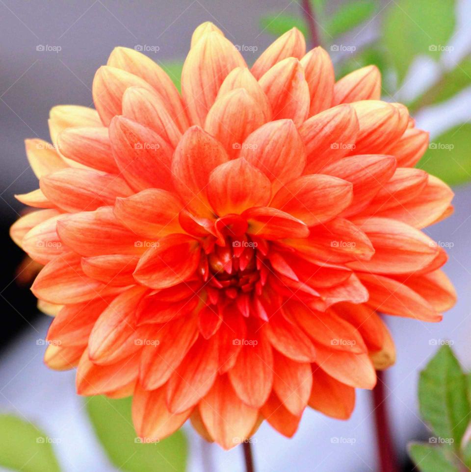 Dahlia