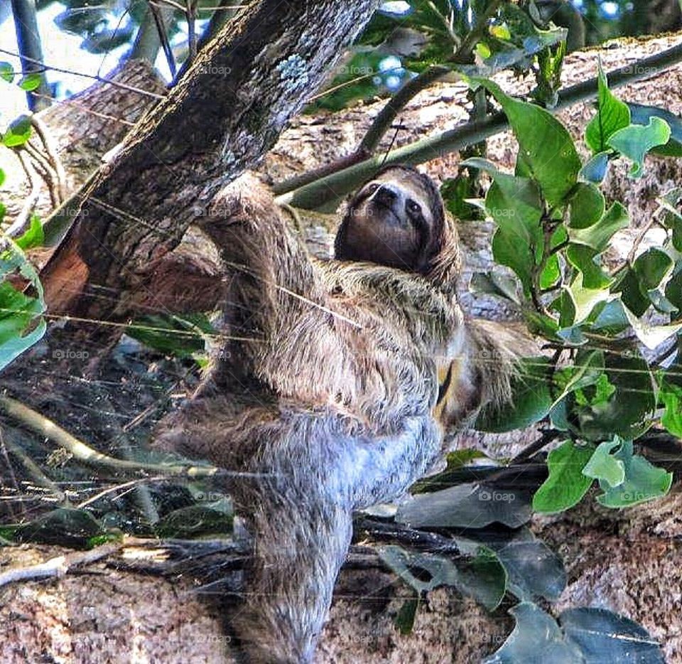 Sloth Costa Rica