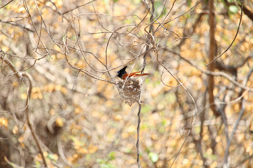 Indian Paradise Flycatcher