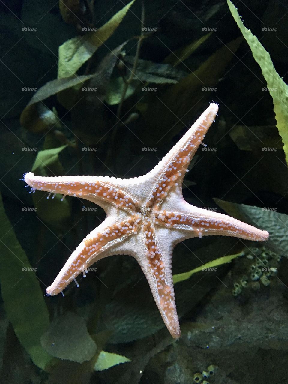 Star fish