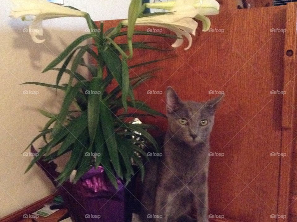 Cat and a Easter lily 
