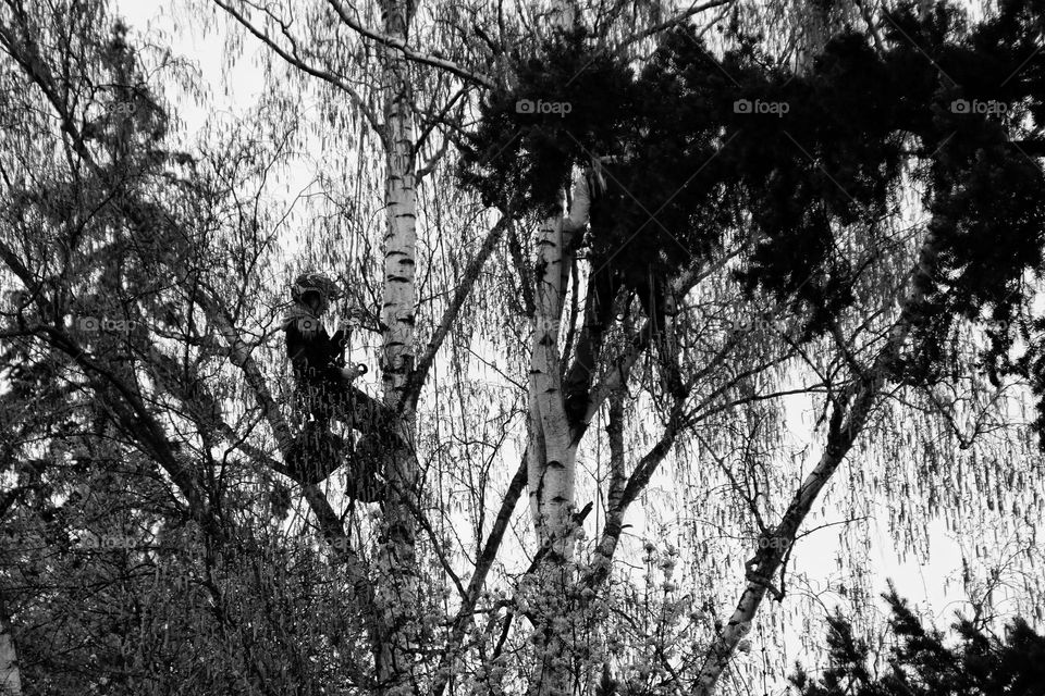 Zoom shot of an arborist cutting branches