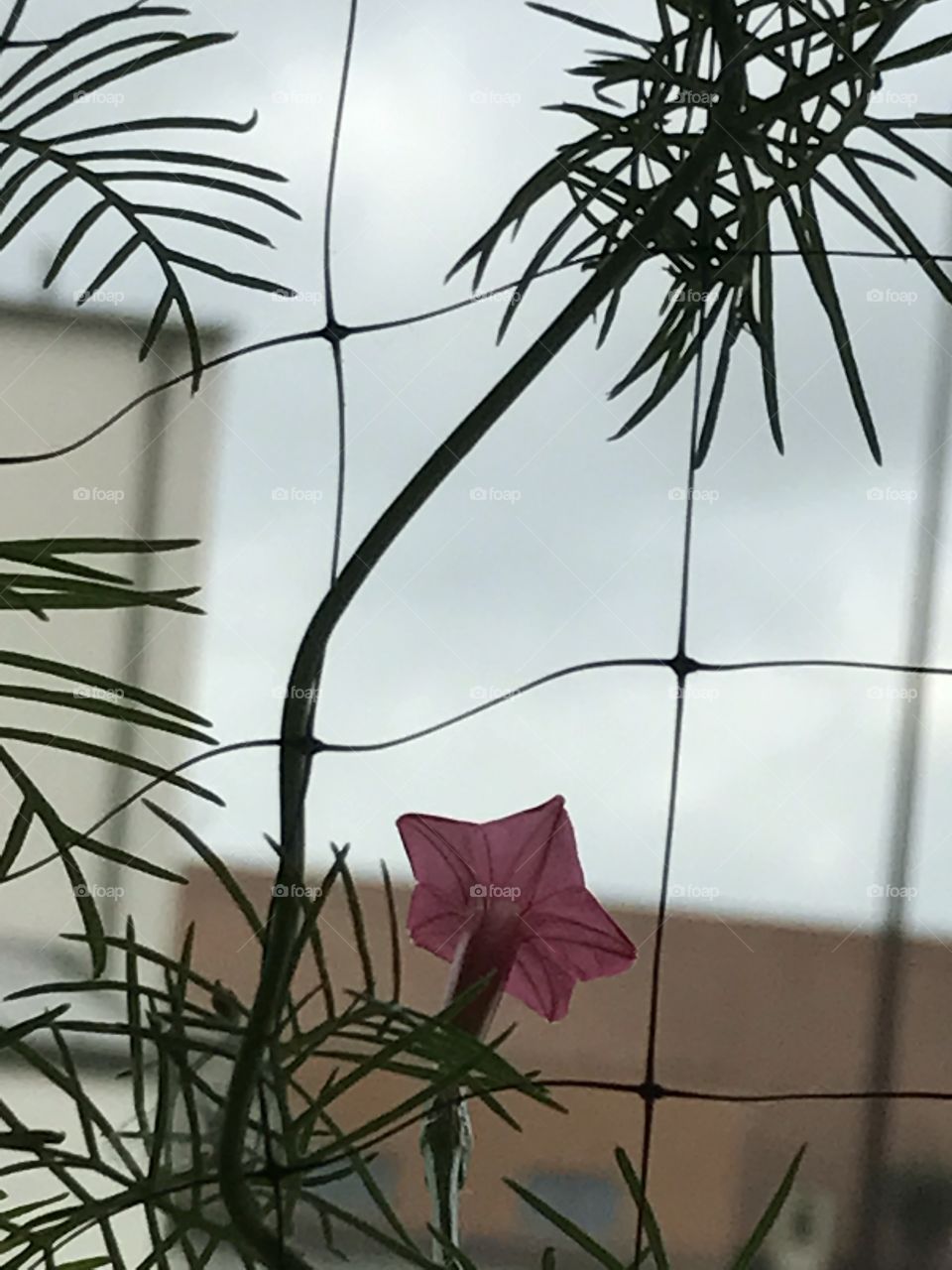 Lone Flower