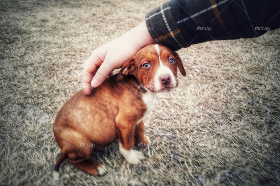 Man's hand petting a puppy