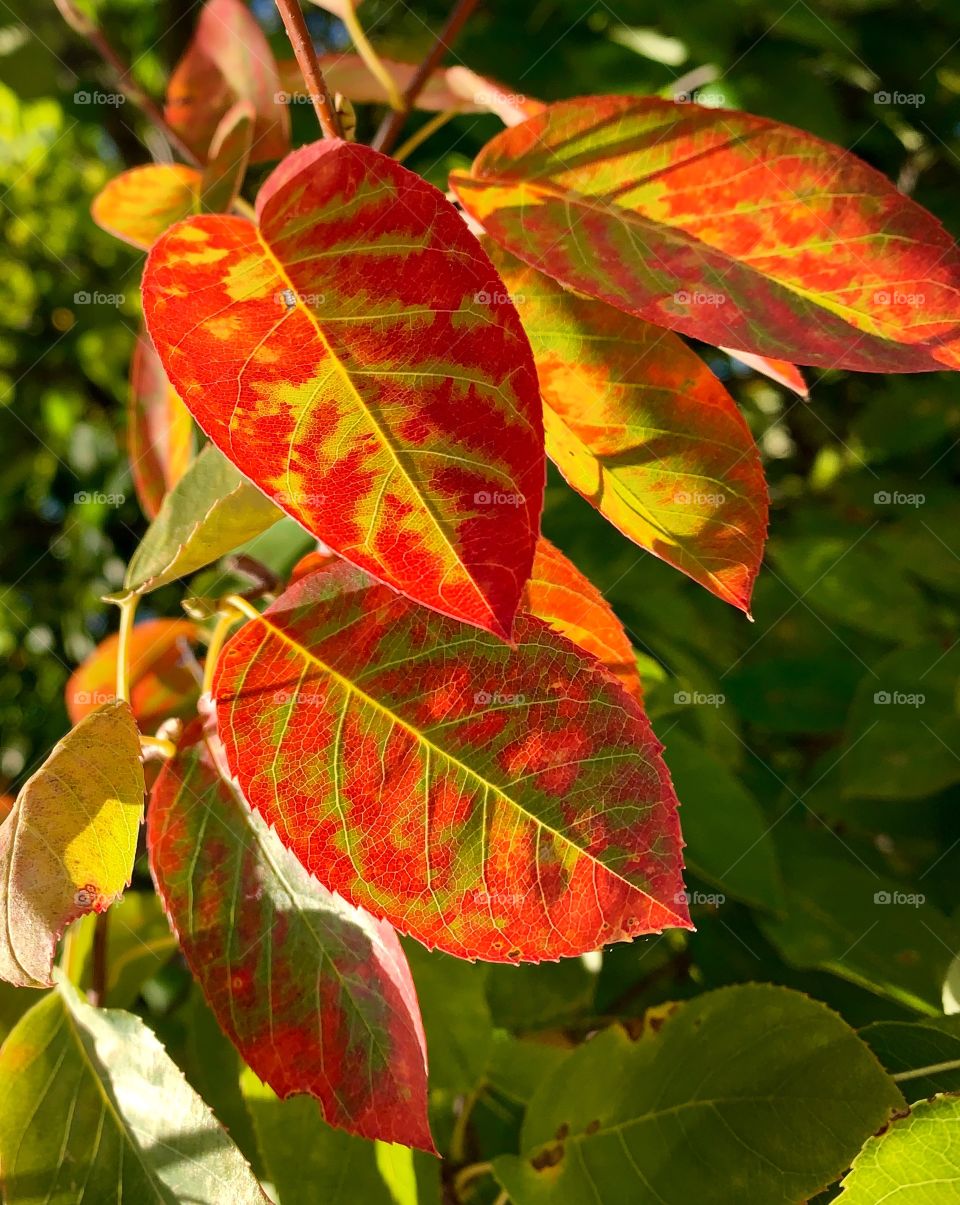 Leaves changing colors in the fall—taken in Valparaiso, Indiana 