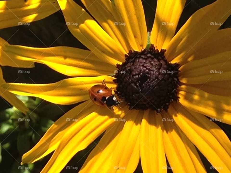 Ladybug in blackeye Susan