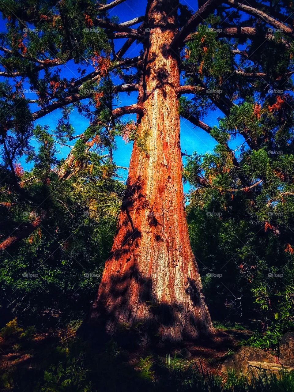 California Redwood tree in all it's magical glory