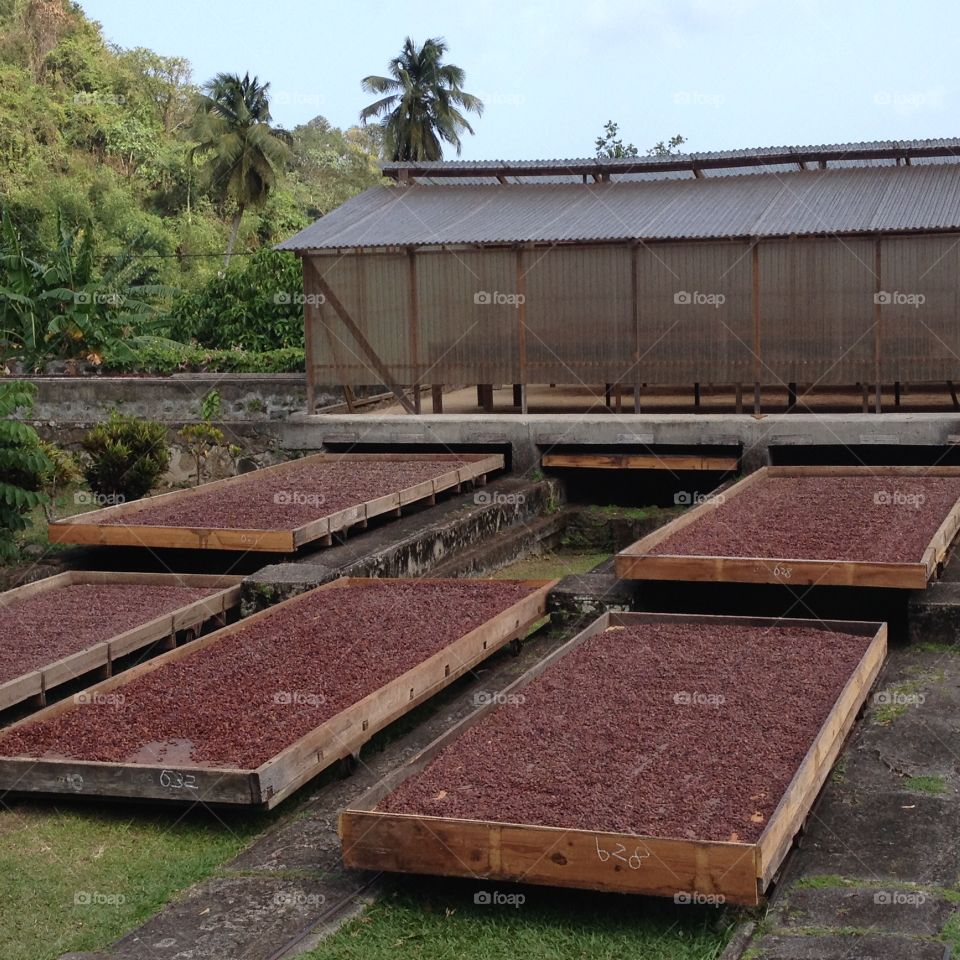 Trays of cocoa beans