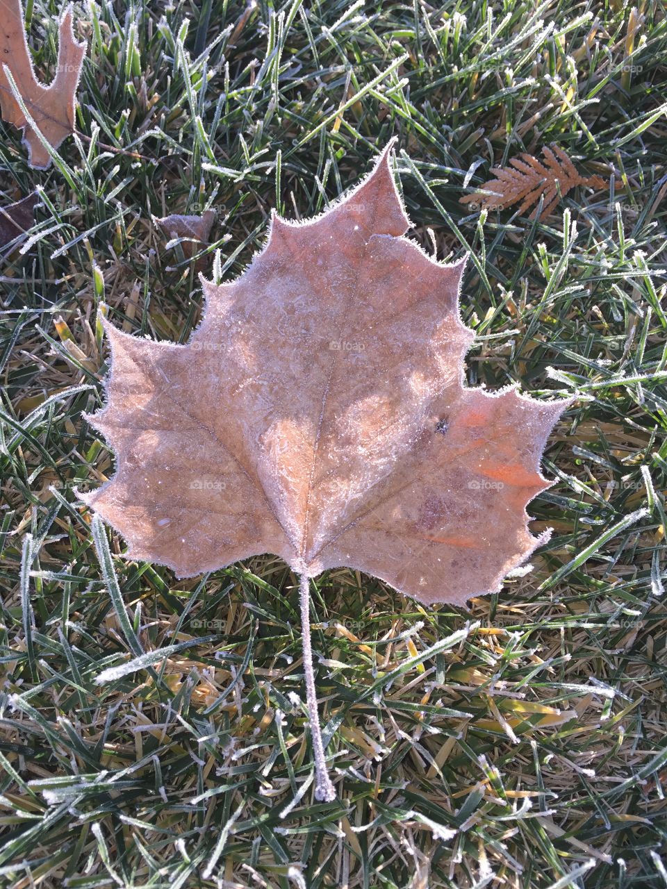 Freezing November morning melting frost on maple leaf