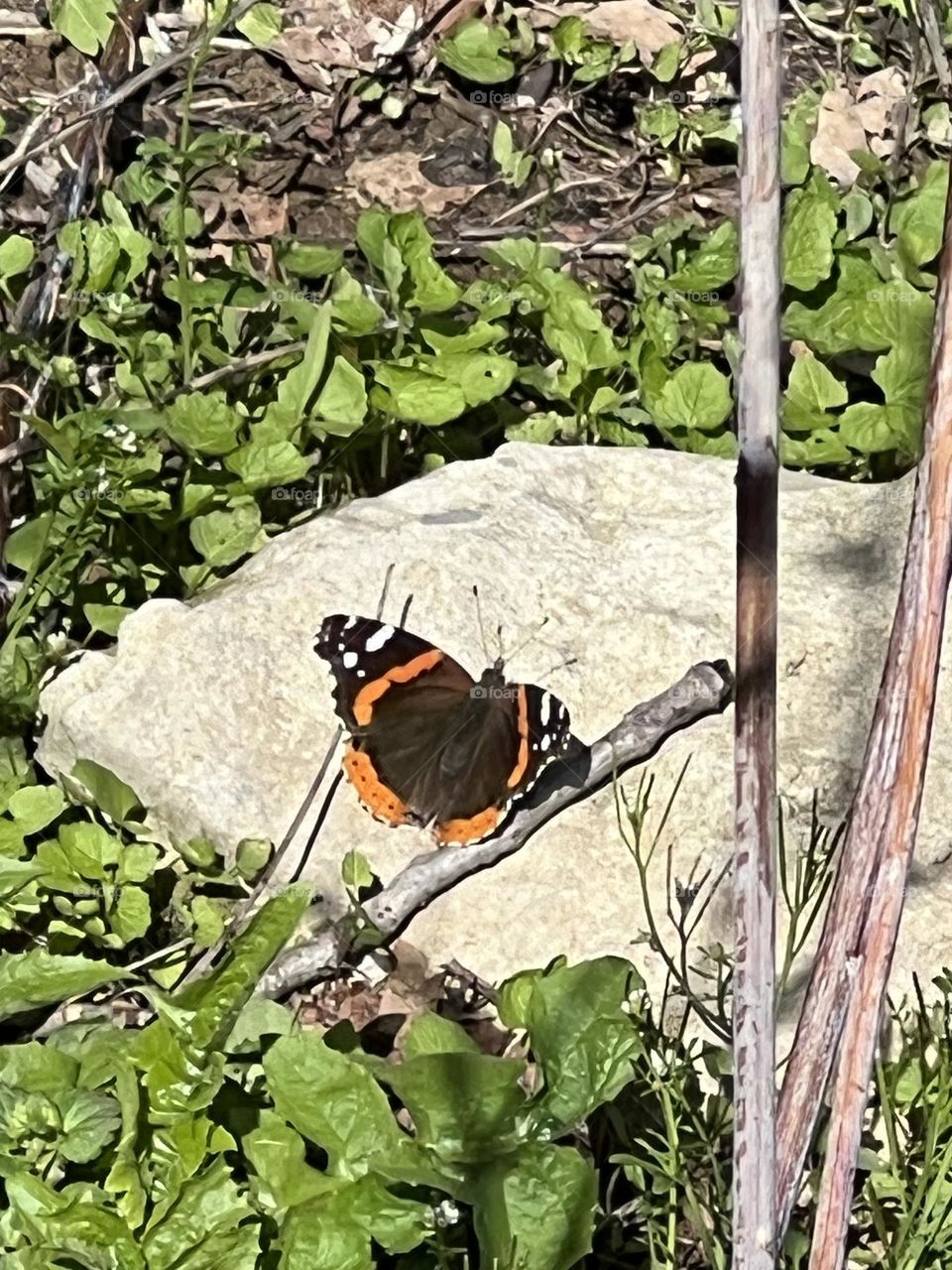 Vanessa (butterfly)