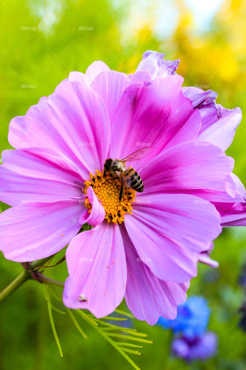 A small honeybee sitting on a bright pink garden cosmos. 
