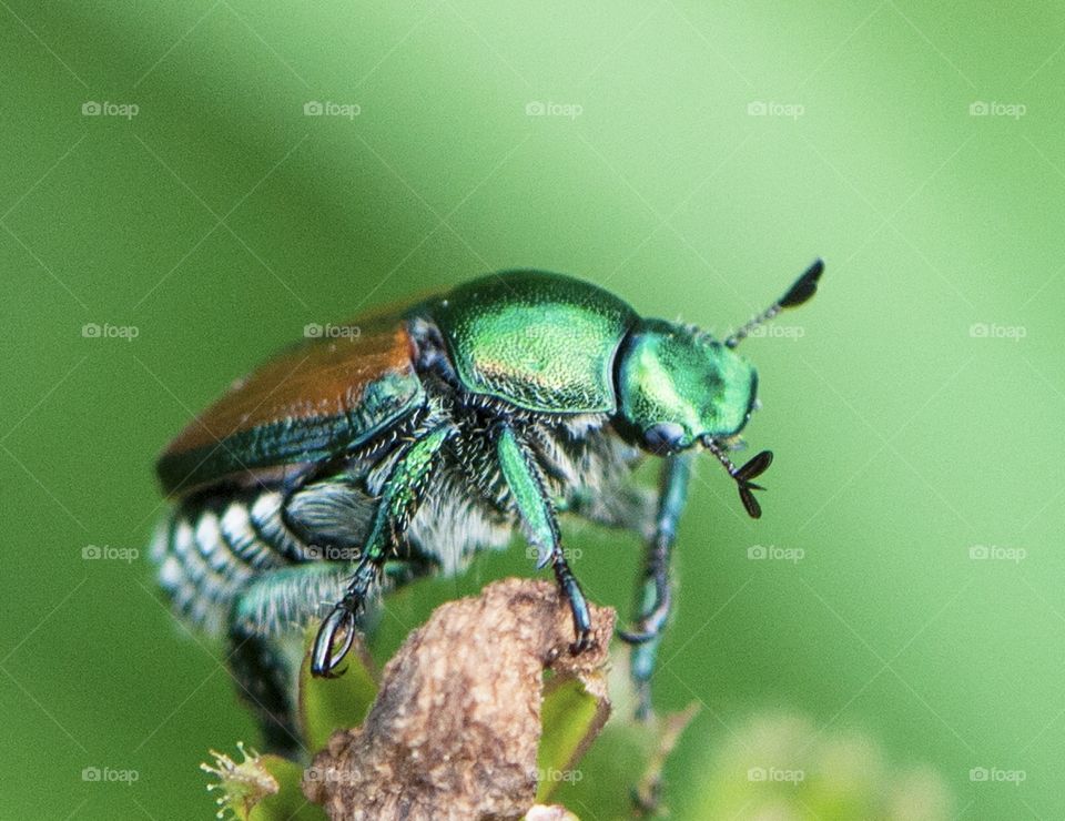 Metallic green beetle