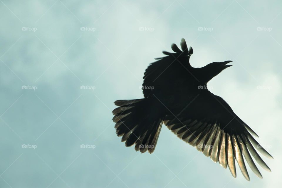 Flying raven in the sunlight on the blue sky