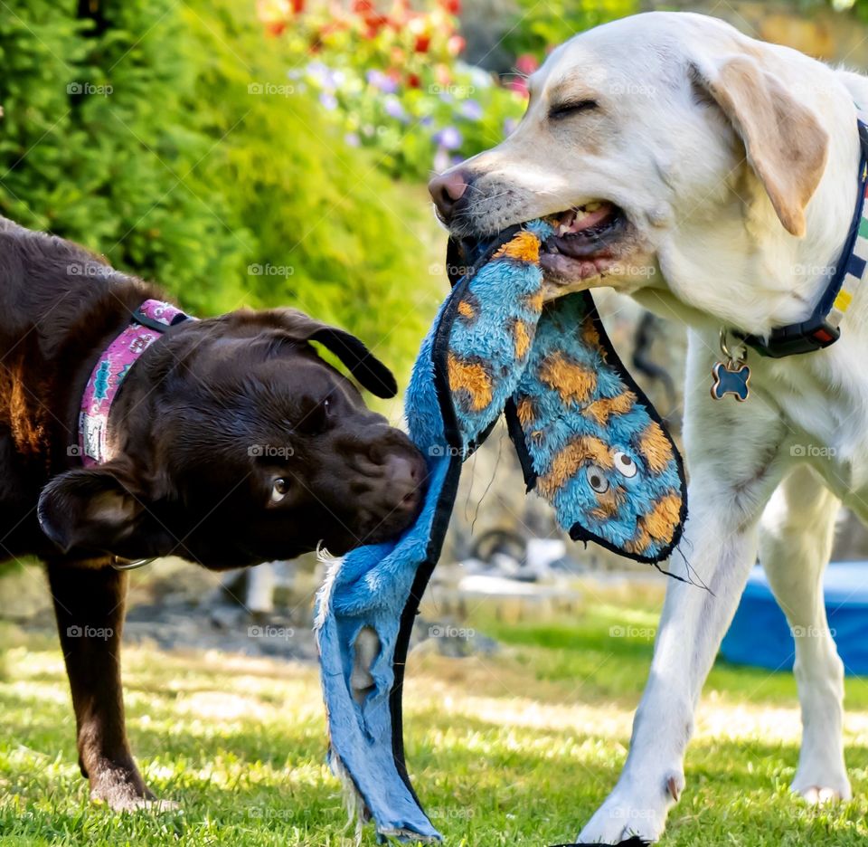Two labrador dogs happily playing with a colorful snake toy