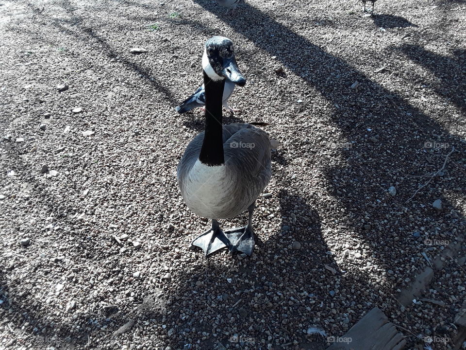 Bird, Nature, Water, No Person, Outdoors