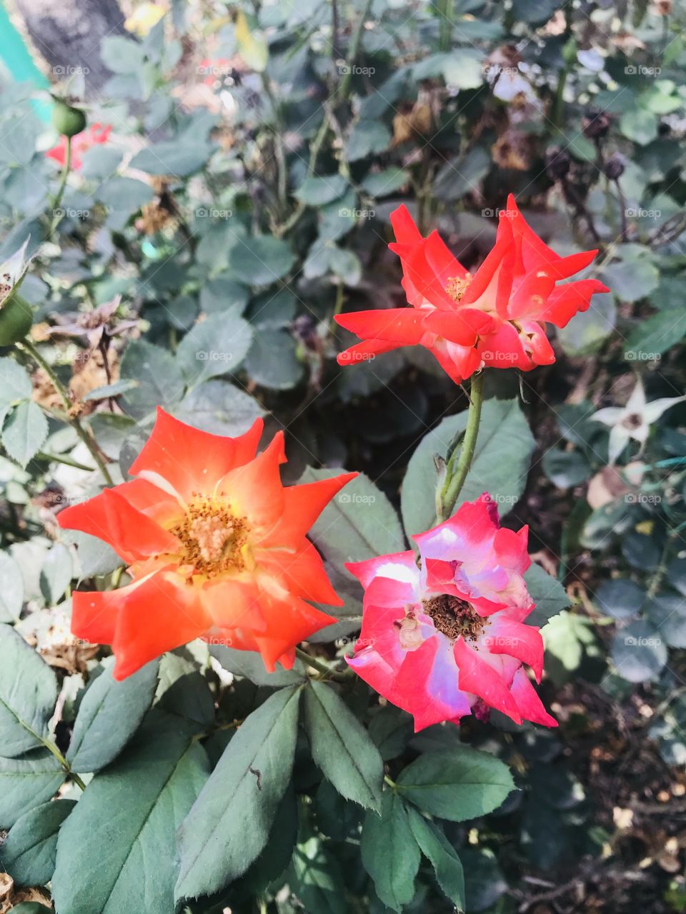 Beautiful flowers around my office.