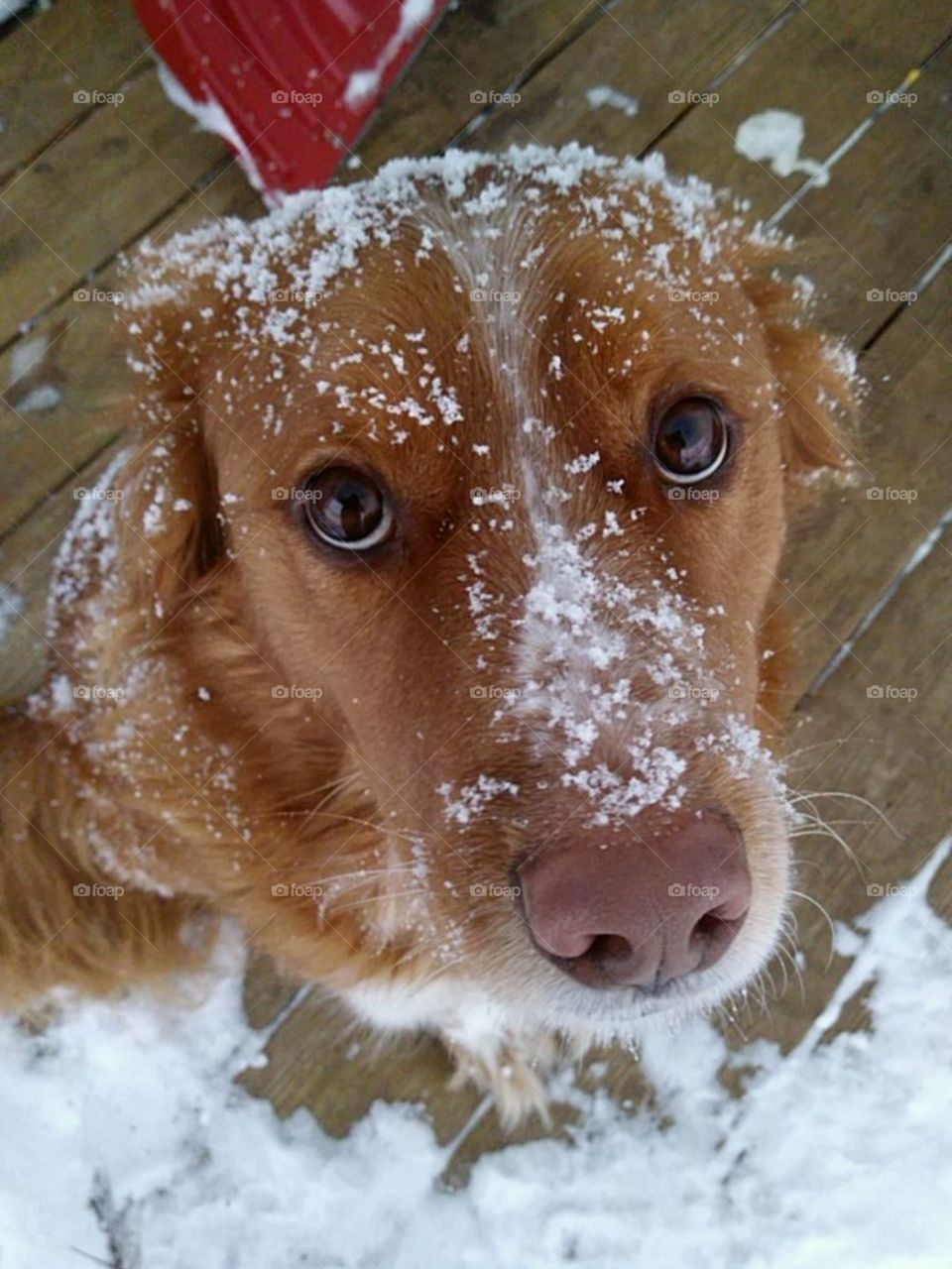 Snow Dog