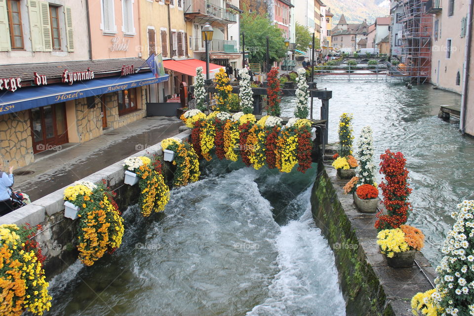#flower #water #Switzerland #Europe