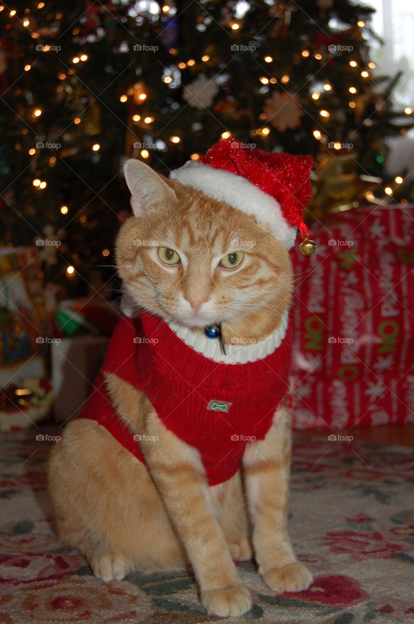 Christmas pet portrait , male orange tabby cat in holiday outfit under the tree.