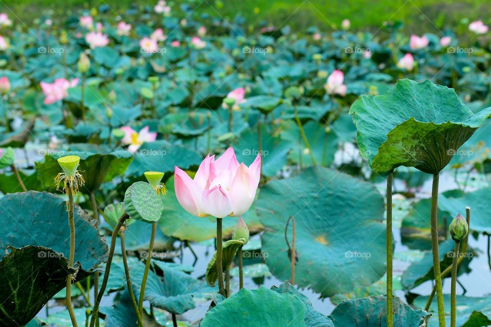 Lotus in a small lake . This is the lotus in the small lake in banteay meanchey, Cambodia.