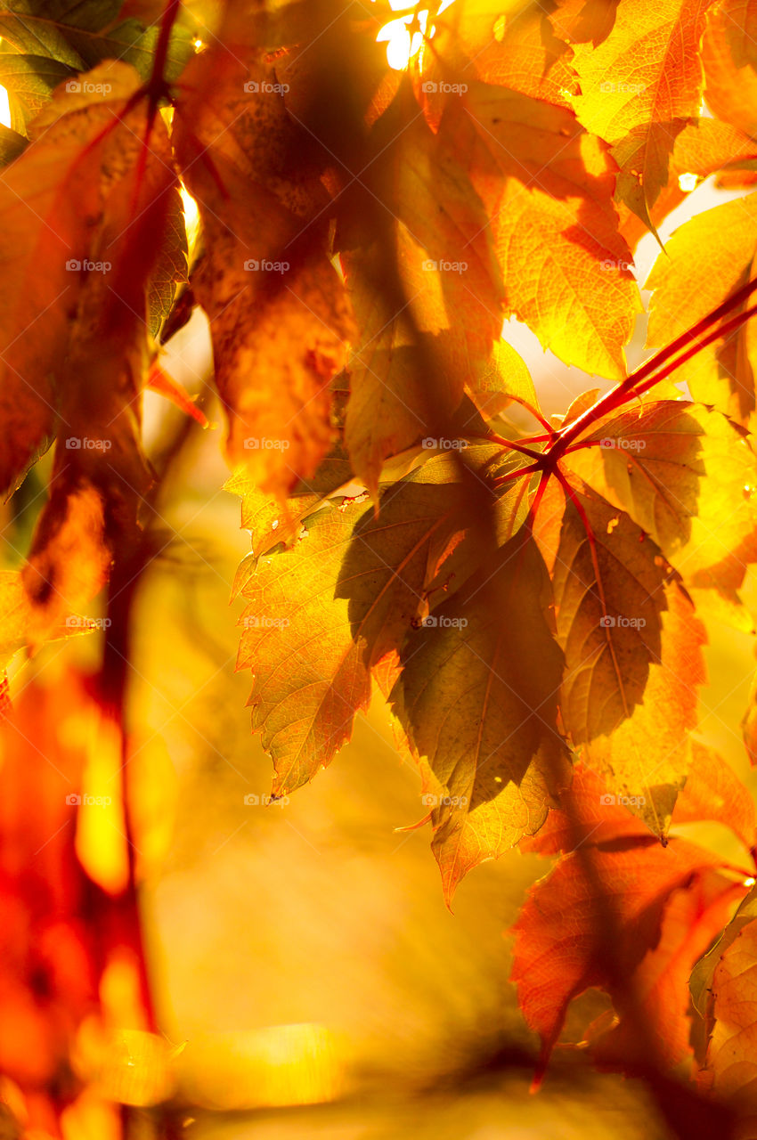 Orange and red autumn leaves in warm sunlight, close up