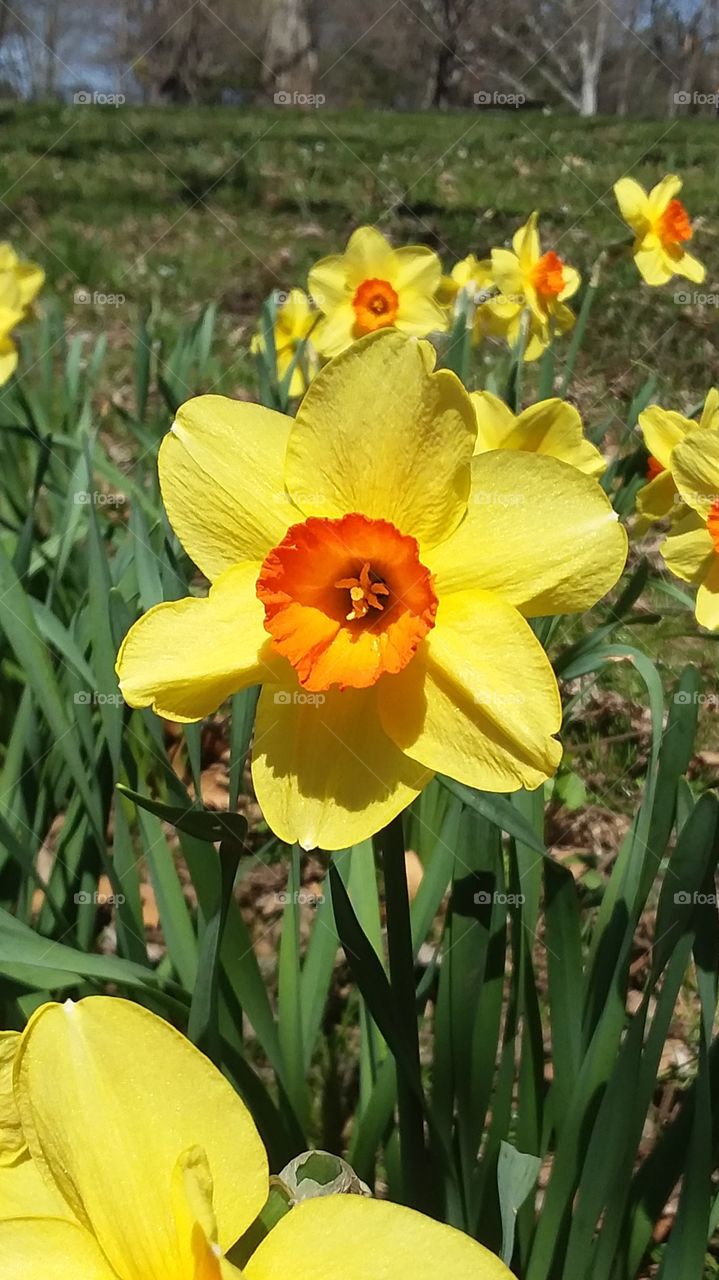 New life Springs forth