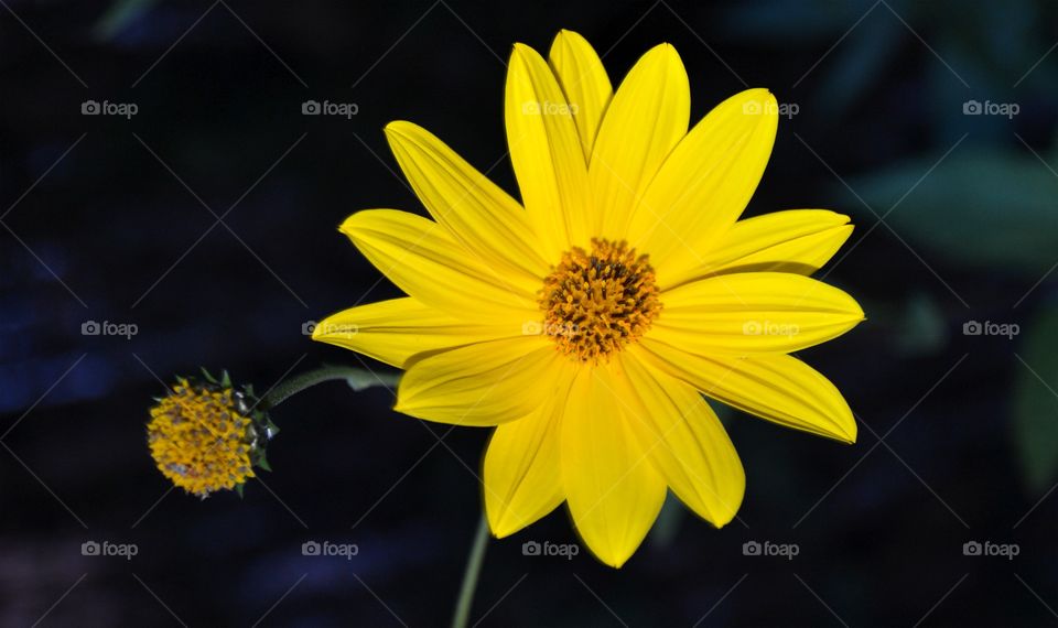 Close-up of yellow sunflower