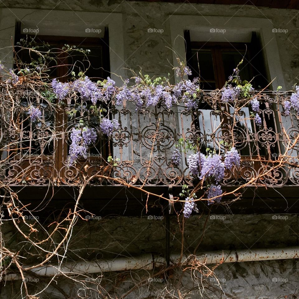 Wisteria 