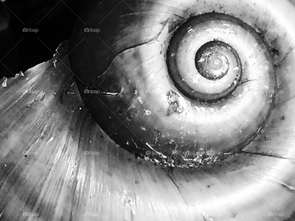 Black and white macro shot of the swirls of an Apple snail shell 