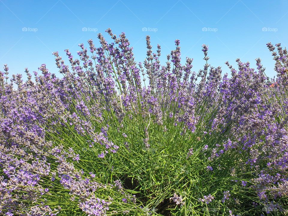 lavender, summer, sunny day