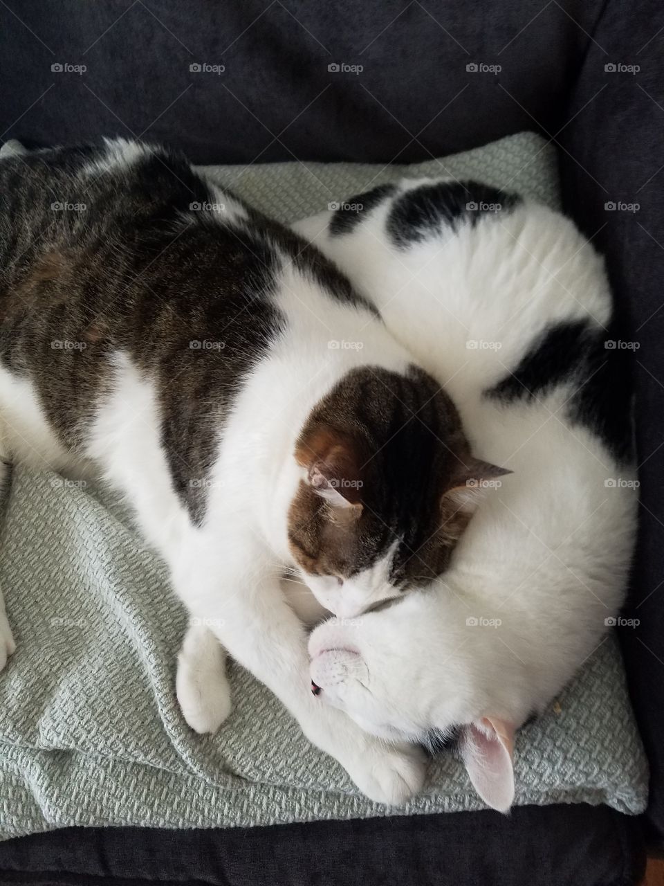 Cats snuggling with each other
