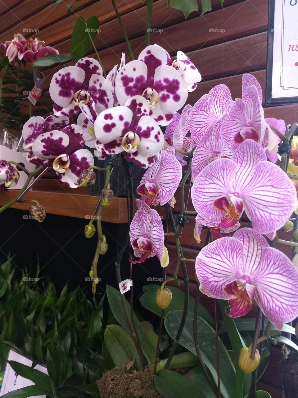 orchids