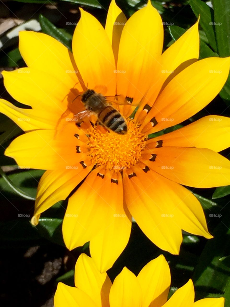 Elevated view of flower and honeybee