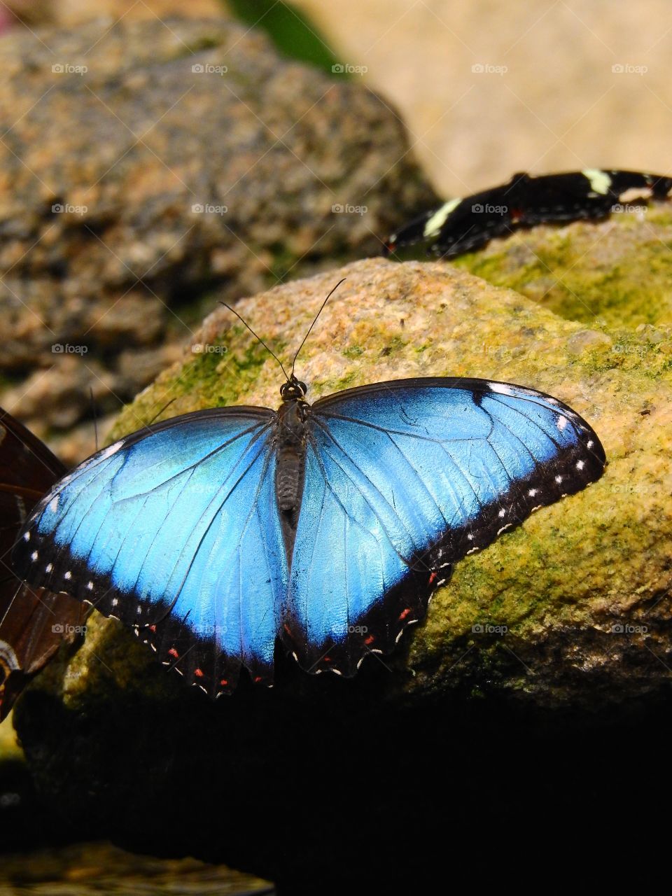 Blue butterfly