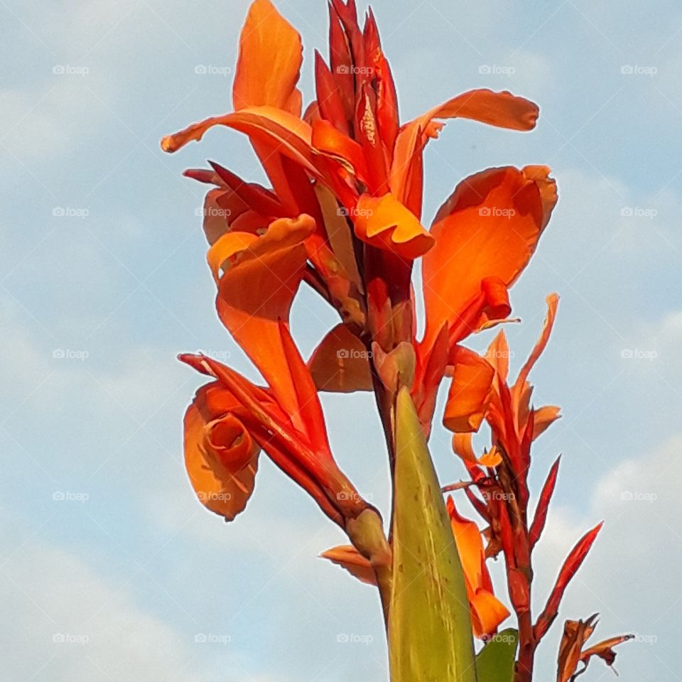 orange canna flower against blue sky