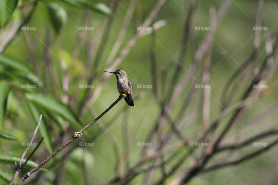 ruby hummingbird