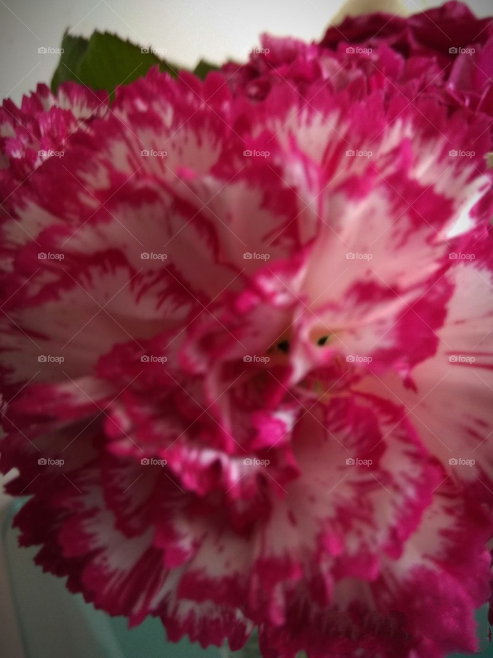 Carnation
