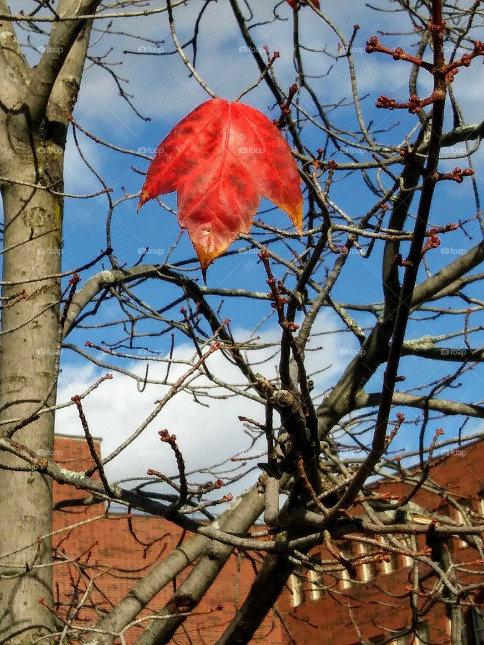 Hangin' on....last Autumn leaf on a tree
