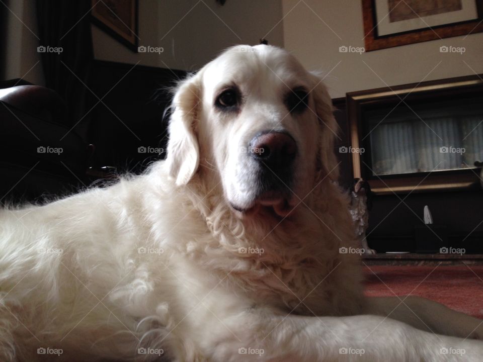 white golden retriever . Dog chilling out