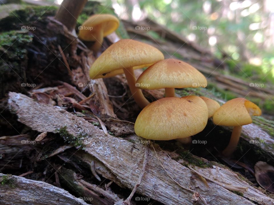 mushrooms in a log
